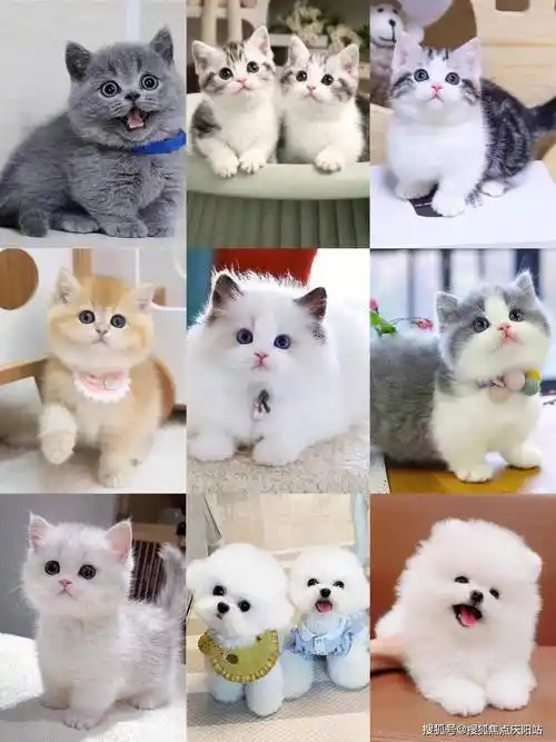 而福安家宠物店有着丰富的英短蓝白猫资源,每一只都经过精心培育,呈现