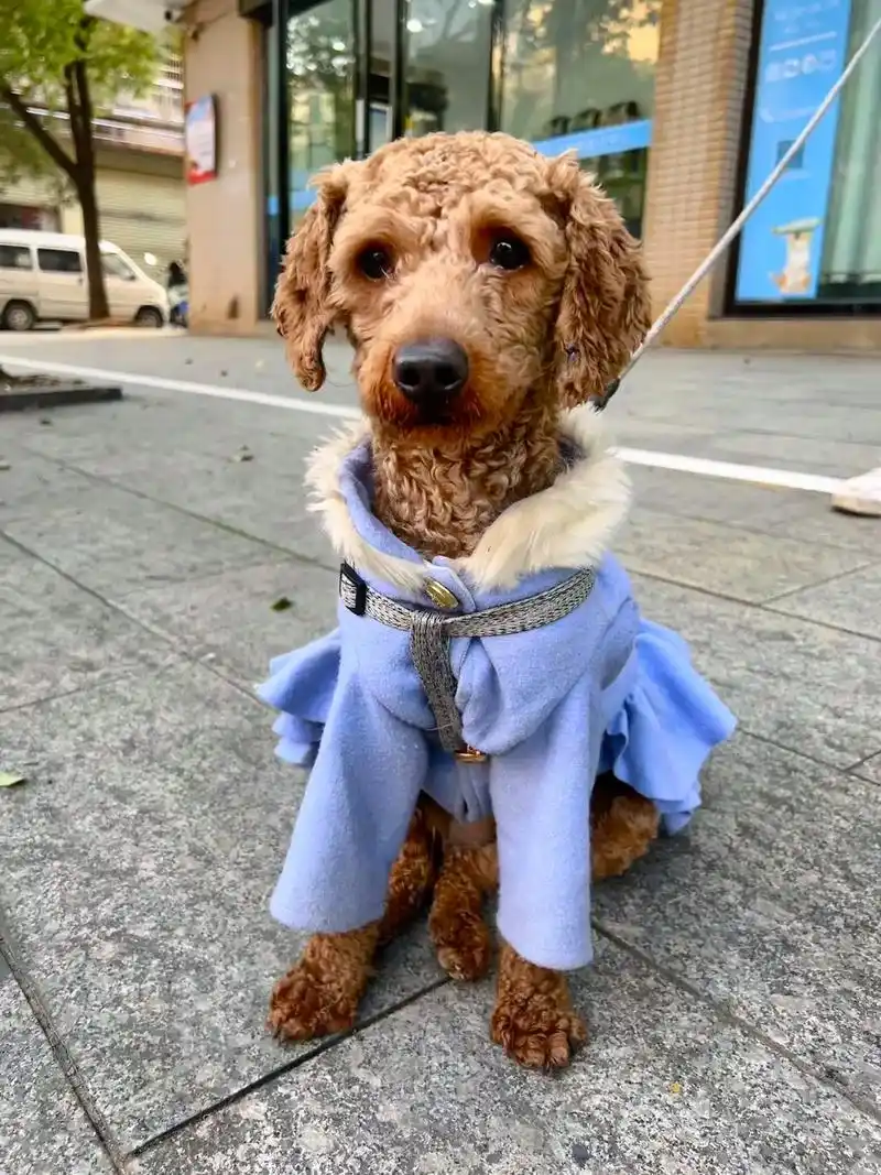 寻狗启示:黄色泰迪,四肢脸部剃了毛.黄色泰迪,名字叫嘟嘟,四 - 抖音