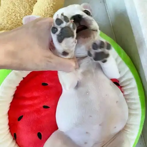 又怀上了,六个月了,离临盆不远了…………#铲屎官大作战  #狗狗偷吃