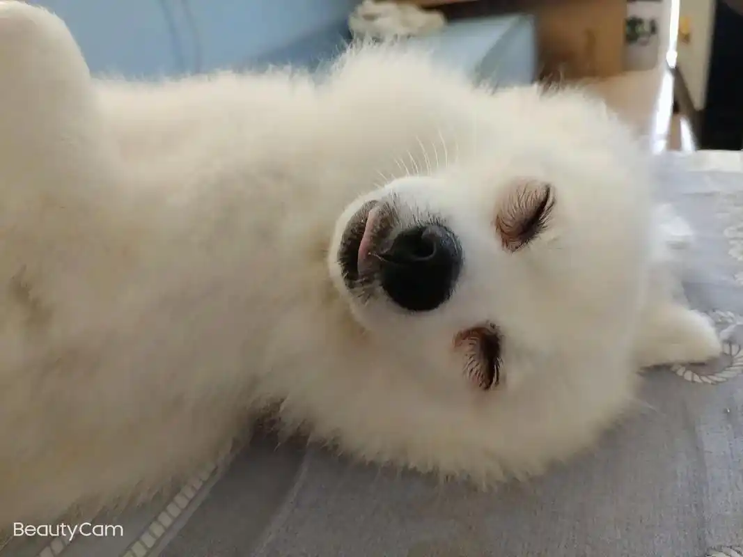 来看看我家小可爱吧 !给我看你家狗睡觉时候的照片#博美宝宝 - 抖音