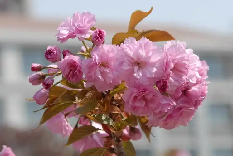 春天的花朵15-八重紫樱