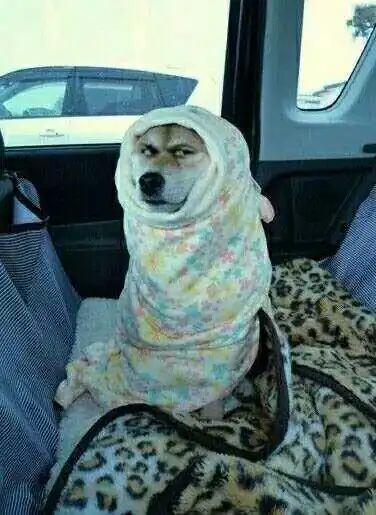 包被子doge_doge_被子表情