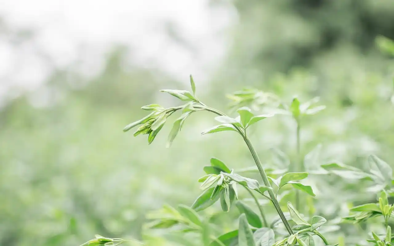 文艺小清新静逸时光摄影图片高清壁纸