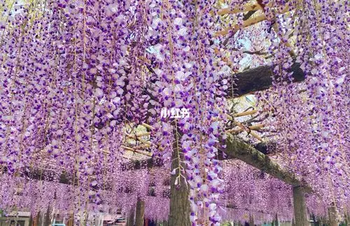 有人和我一样看见藤就想是司藤吗