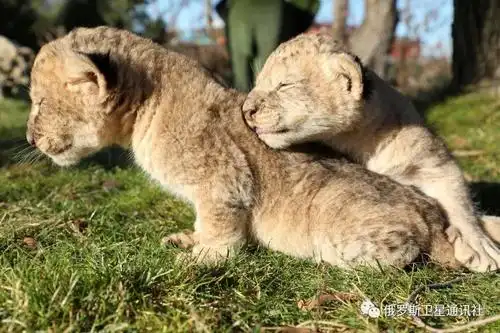 图集:克里米亚泰甘动物园新出生的幼狮_狮子