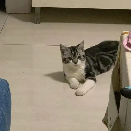 美短发腮前后对比图