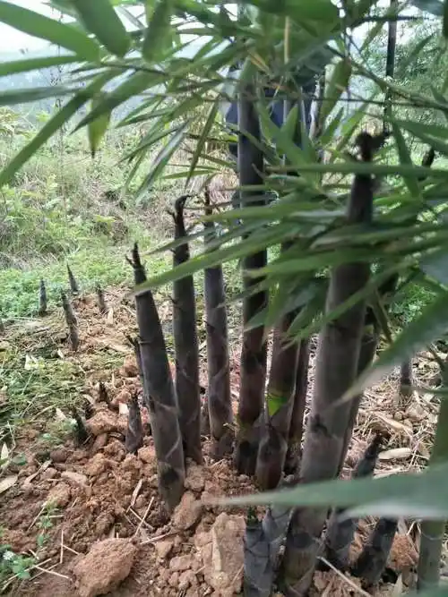 优美的轮廓线条是中江县国丰雷竹种植专业合作社所培育的雷竹所特有的
