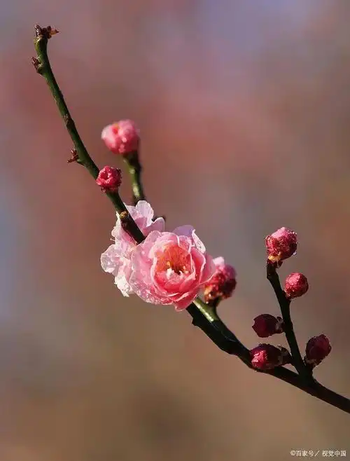 南京人爱梅花不仅是因为它花开五瓣,象征着吉祥五福,更是因为梅花品格