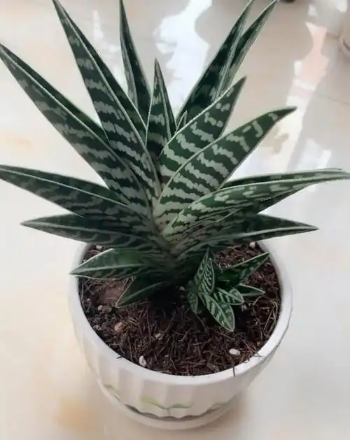 20种芦荟品种,一种比一种好看,还超级好养