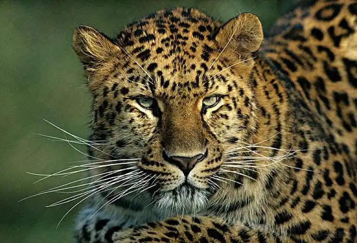 豹,头像图片_豹,头像高清图片_全景视觉