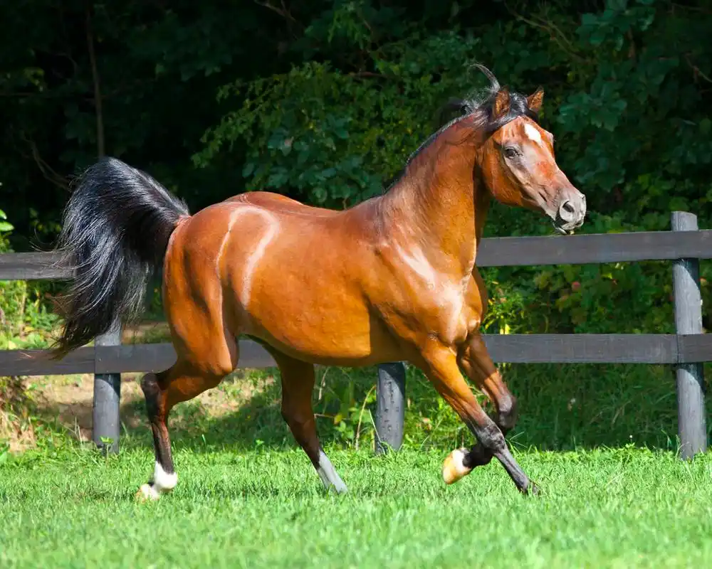 阿拉伯湾小跑,全身阿拉伯马小跑
