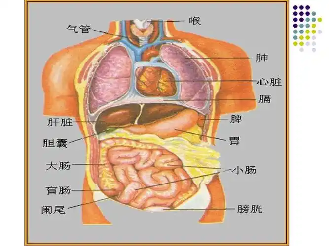 《人体的组成》课件(冀教版六年级下册科学课件)ppt