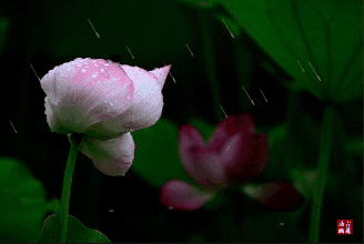 古风荷花意境美图_百度图片搜索