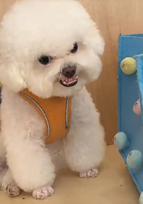 生气的狗狗好可爱