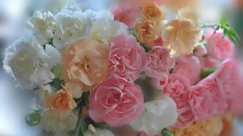 康乃馨代表什么花语 康乃馨的寓意和象征和花种-大连之家