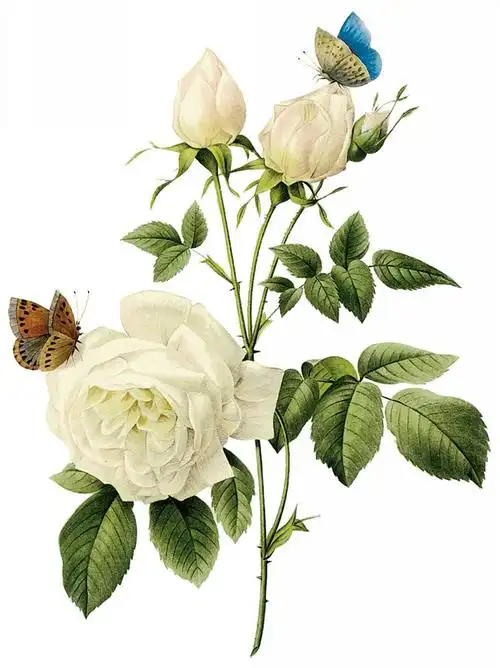 【转载】精美的手绘月季花