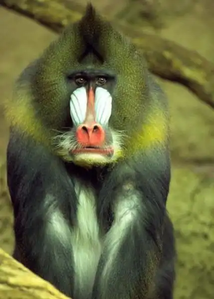 伴我几十年的"大马猴"