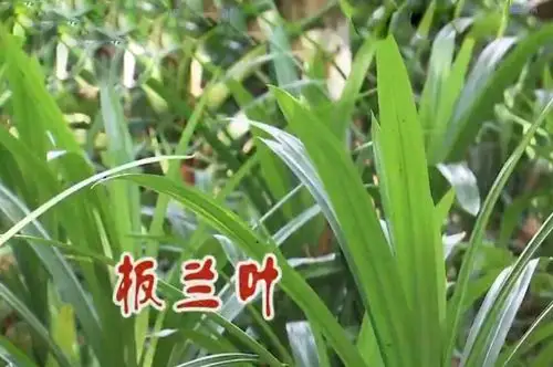 辞职回家和老妈卖粽子!创新海鲜粽一年收入400万!_板兰