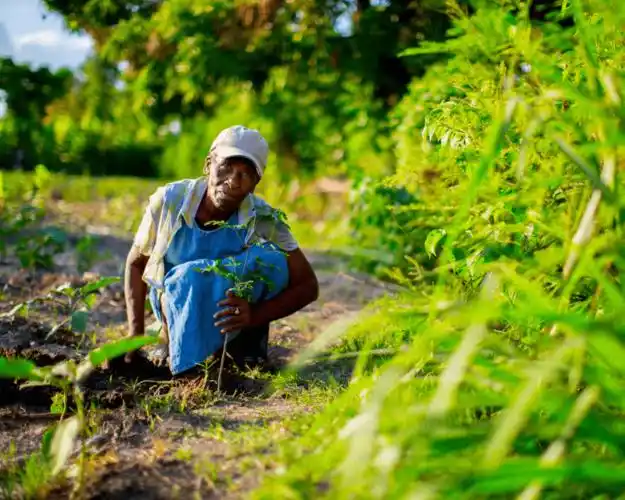plant trees in haiti - one tree planted