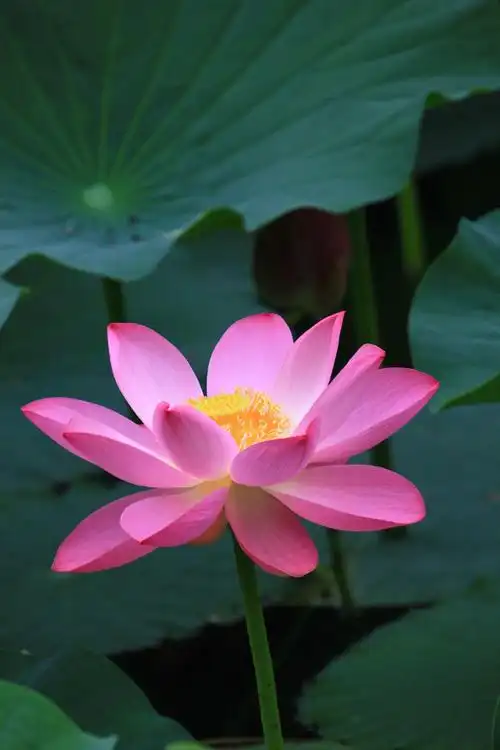 七月的沈阳,荷花依旧,"水中仙子并红腮, 一点芳心两处开."