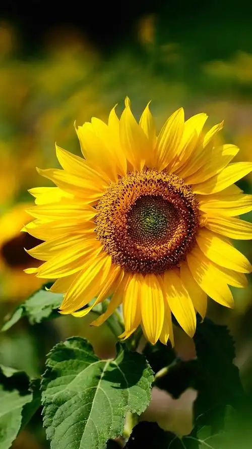 iphone 壁纸 黄色的花,向日葵,阳光明媚的夏天,模糊背景