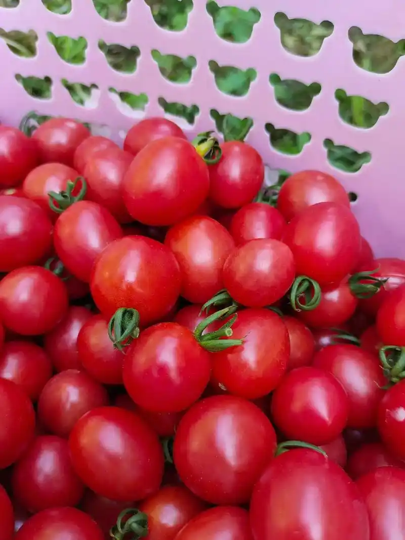 千禧圣女果.#抖音图文来了 这是我目前吃过最好吃的千禧小番茄 - 抖音