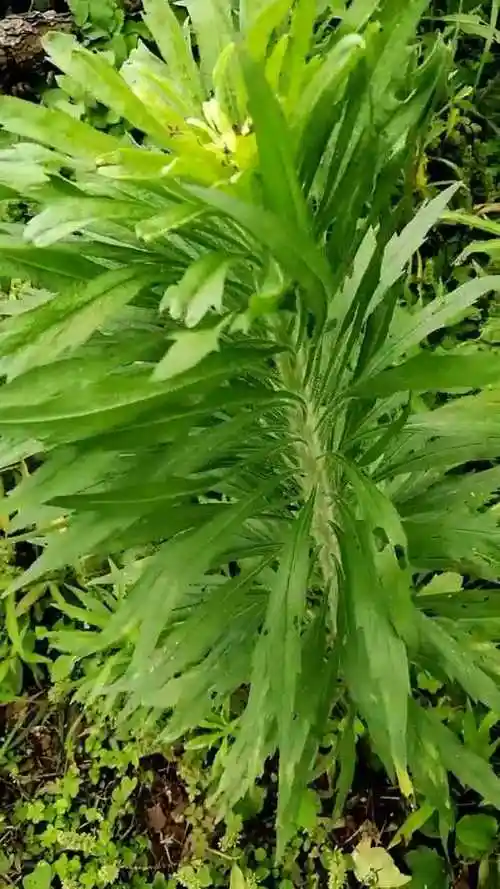 小蓬草,又名臭艾,生命力极强,乡村的田间