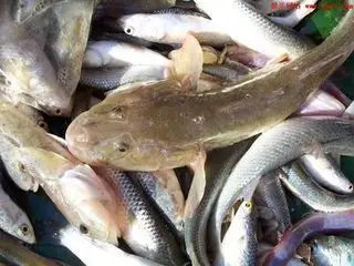 这是什么鱼,书名叫什么