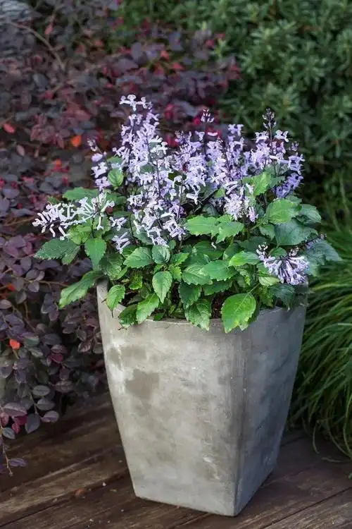 特丽莎香茶菜在窗台也能开花灿烂,对光照需求不多,花量"感人"|香茶菜
