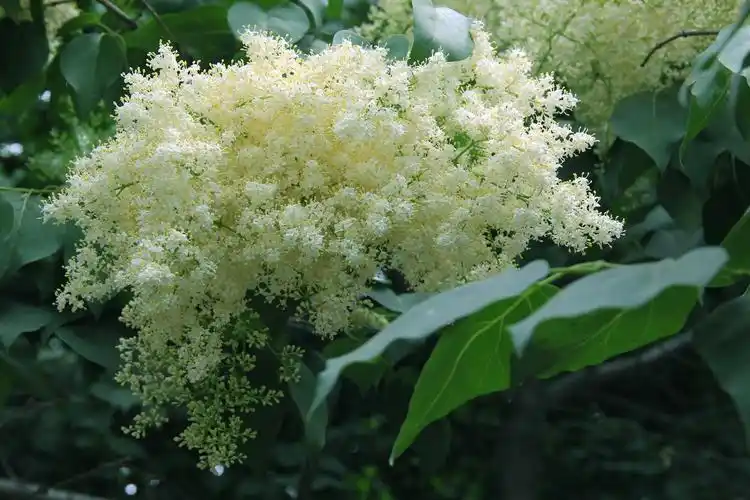 《 碎花小清新 》