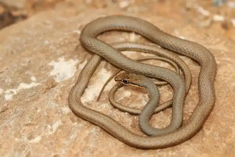 沙漠不是生命的荒漠