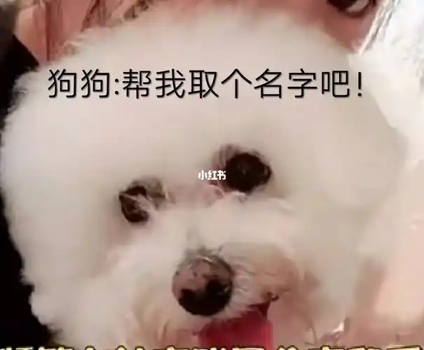 帮狗狗取个名字