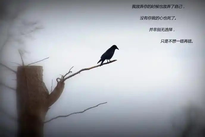 对人伤心失望的句子(对老公心寒绝望的句子)