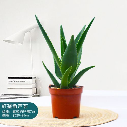 芦荟植物 芦荟盆栽室内植物办公室绿植芦荟盆栽z9 90#原盆美人芦荟