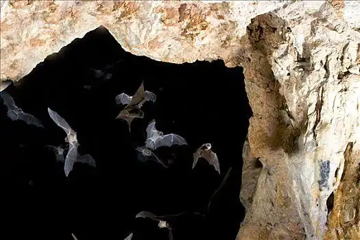 蝙蝠,洞穴,墨西哥