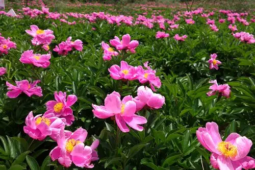 四季花木观赏指南--芍药 - 观花指南 - 成都市植物园|成都植物园
