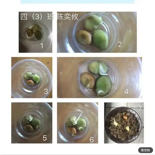 小蚕豆的大变身日记最新