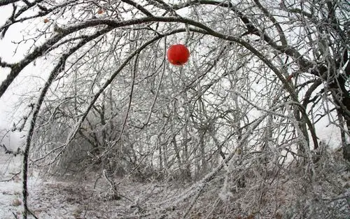 冬天,一个红苹果,树,树枝,雪 壁纸 - 1280x800