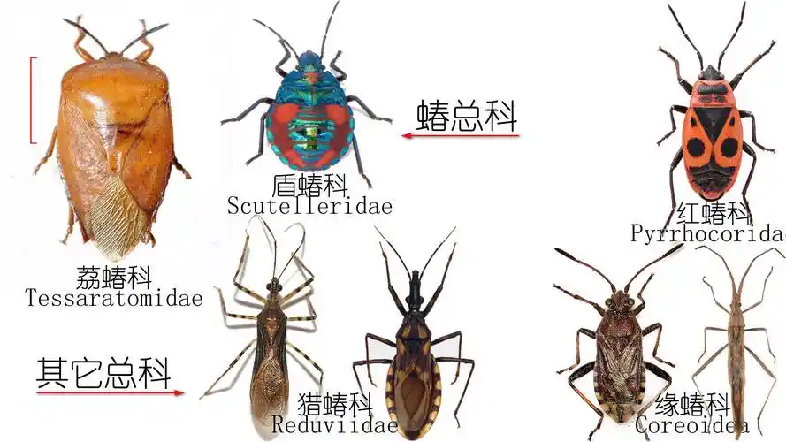 苍天啊同样是蝽为什么你却是吃蝽的蝽