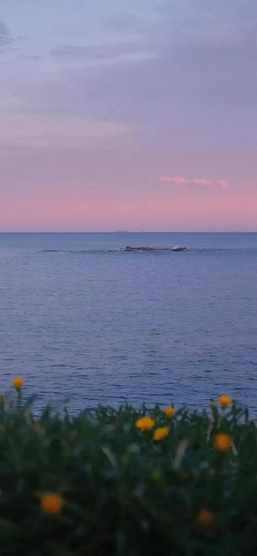 壁纸小馆小众法式风景壁纸ins风壁纸简约壁纸