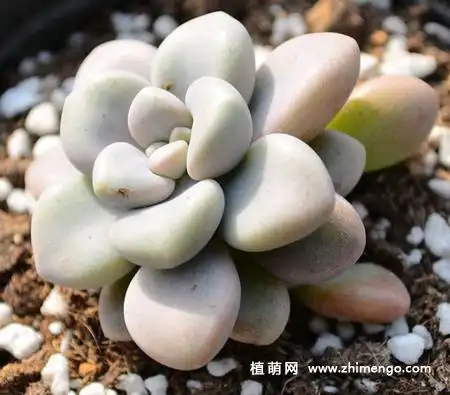 艾伦怎么养艾伦多肉养殖方法