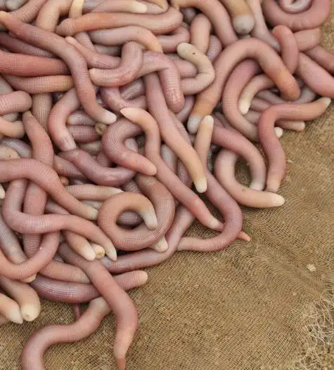 这种虫子看起来太恶心居然是酒楼的名贵佳肴网友很好吃