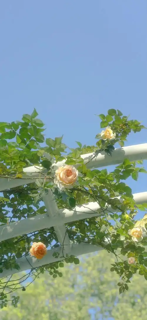 绿色系壁纸 好喜欢