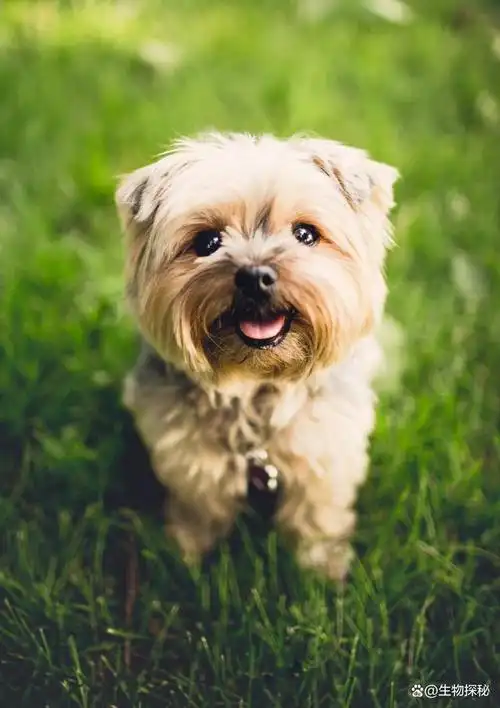 饲养宠物狗的正确指南