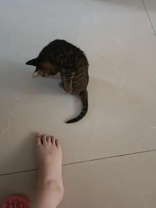 呵呵今天开始变皮了|今天捡到一只小狸花,和37码脚差不多长的话,大概