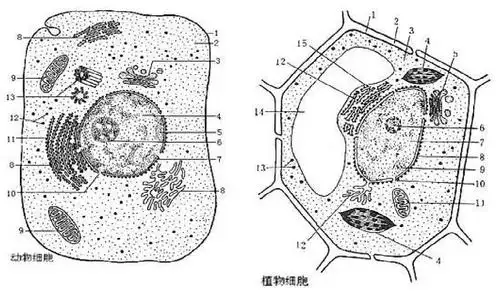 3.3细胞核——系统的控制中心ppt_word文档在线阅读与下载_免费文档
