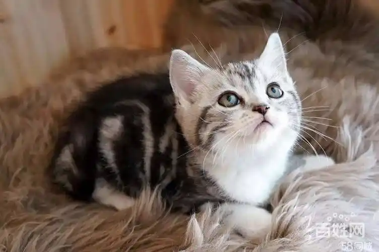 双12特惠 英短美短 虎斑蓝猫包纯种健康