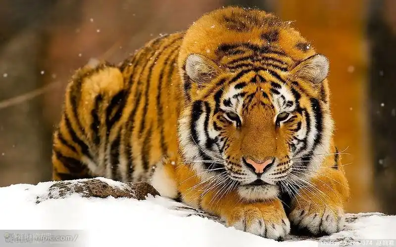 【老虎的神态与性格特征(素材)】