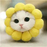 情侣头像卡通呆萌一对动物_微信头像图片大全