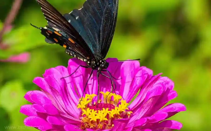 鲜艳的百日草与蝴蝶抖音最火背景图片